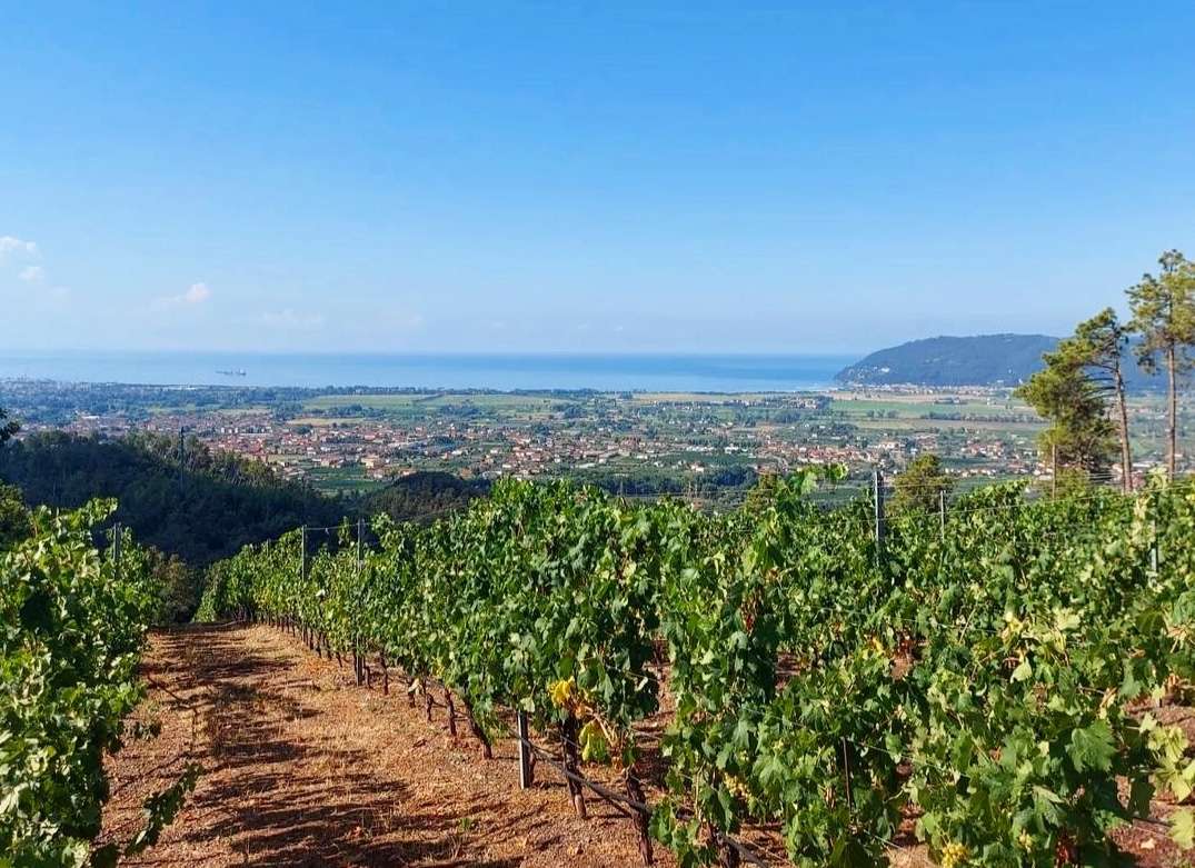 vermentino liguria lunigiana terreni
