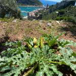 orti del timone portovenere
