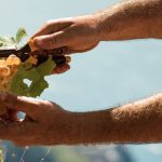walter de battè potatura viti 5 terre