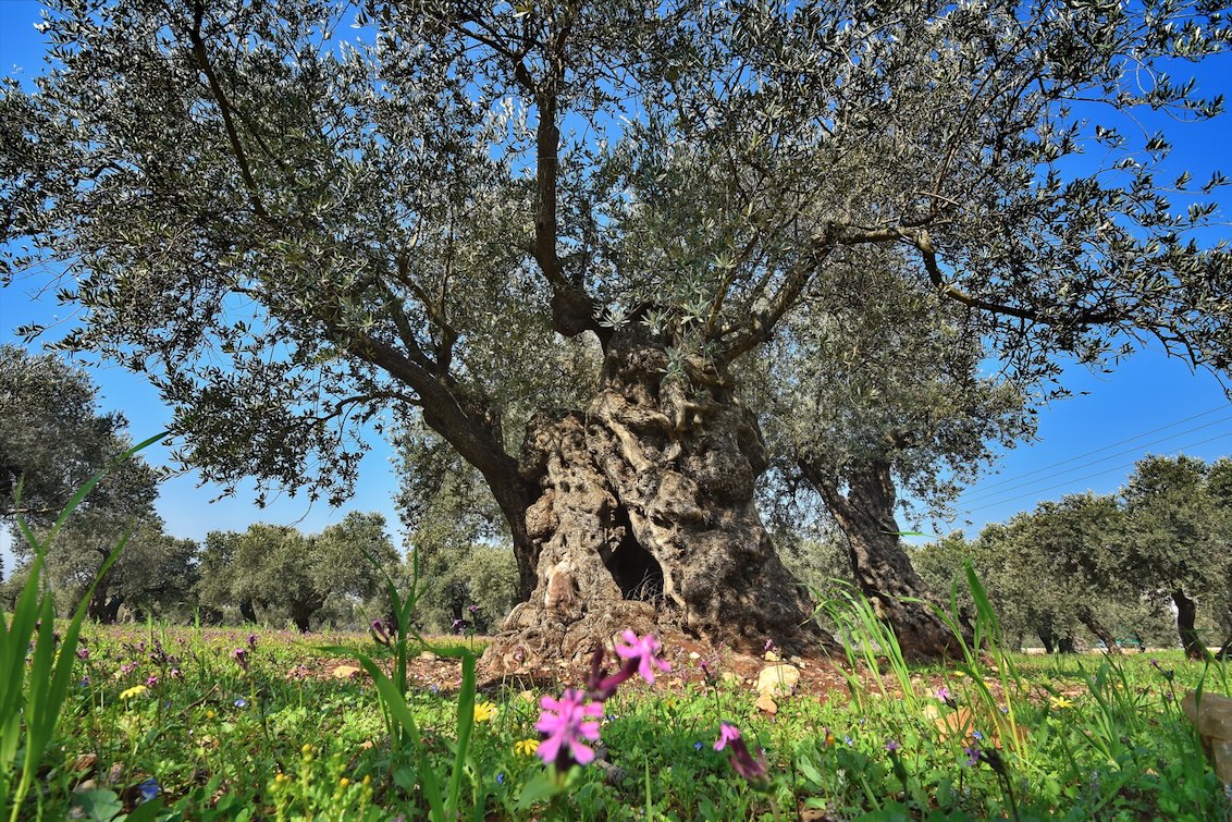 inerbimento naturale oliveto