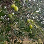 oliveto orti timone carugio portovenere