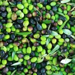 olive verdi da frangere