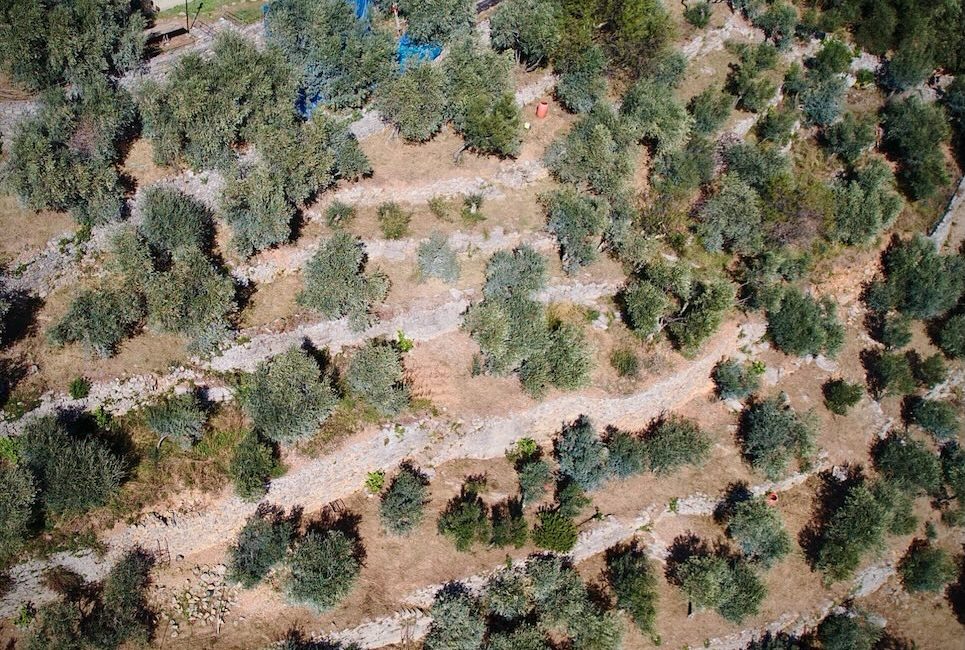 oliveto orti timone carugio portovenere