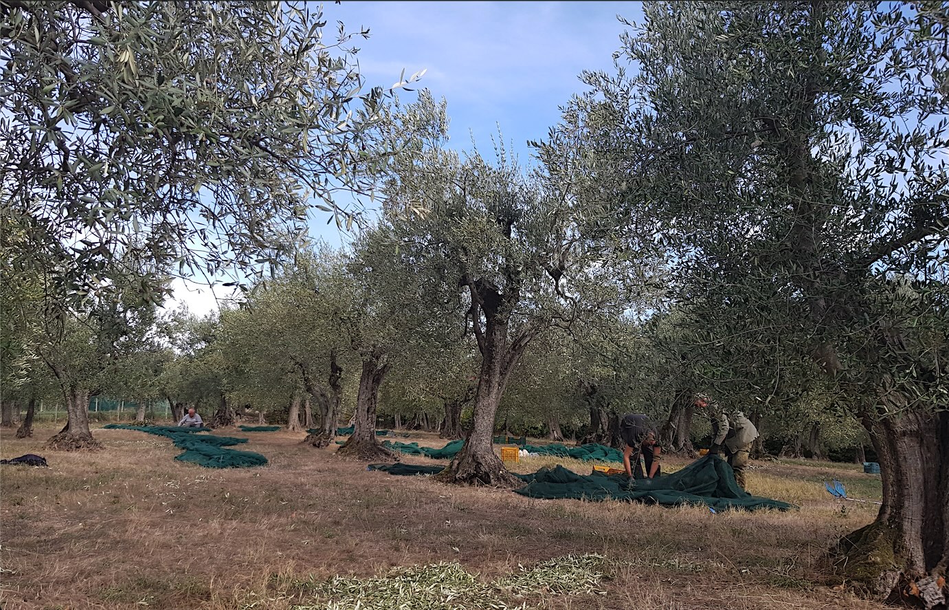 campagna olearia olio liguria