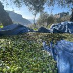 portovenere olio liguria