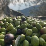 portovenere olio liguria