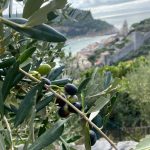 portovenere olio liguria