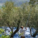 raccolta olive