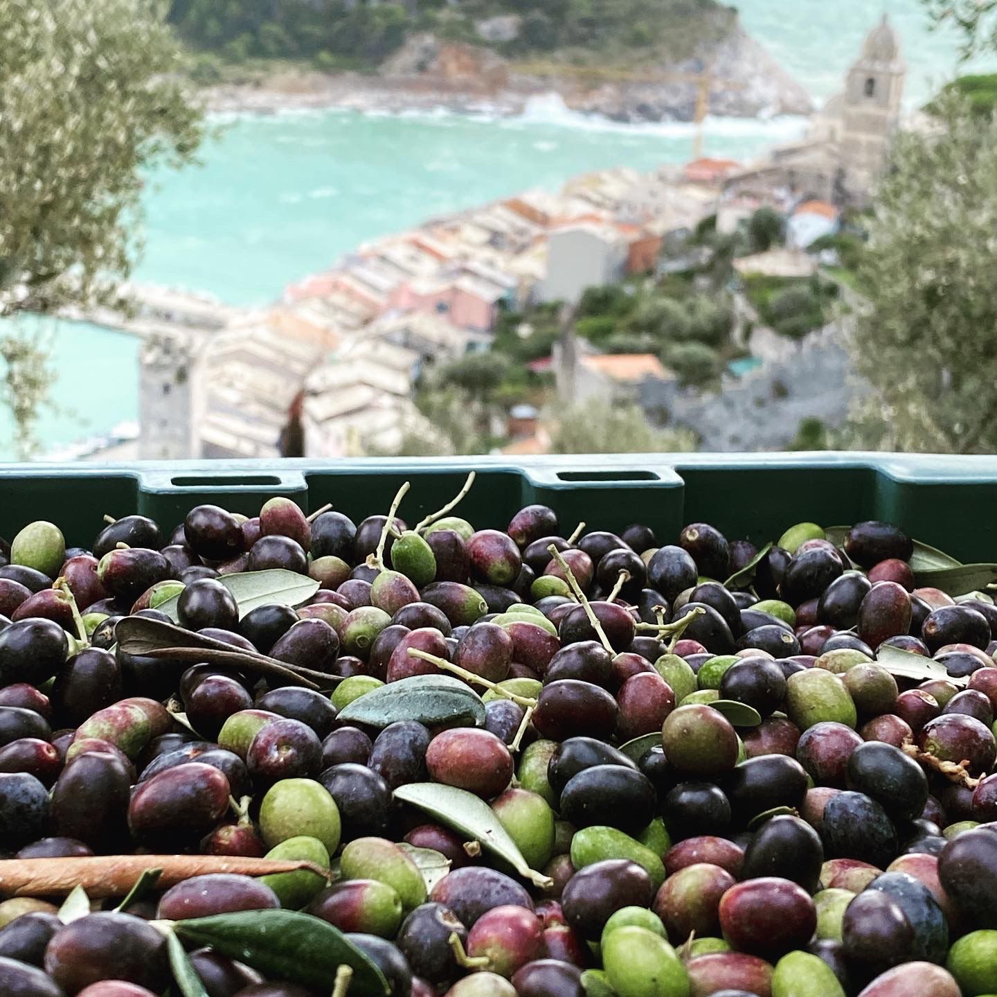 WhatsApp Image 2024-11-19 at 17.42.24 olio ligure 2024 portovenere isola palmaria