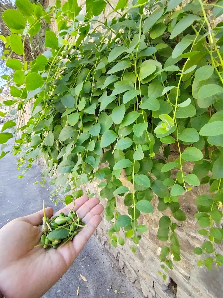 pianta cappero mura raccolta cucunci