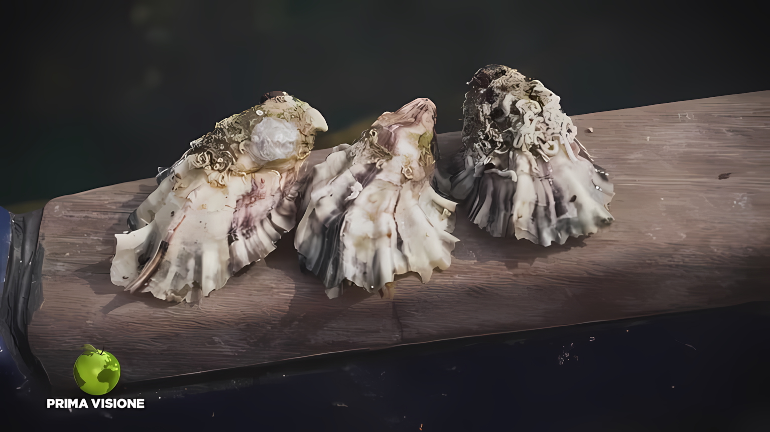 ostriche spezzine