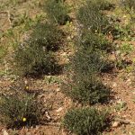 timo portovenere erbe aromatiche