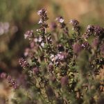 timo erbe aromatiche portovenere