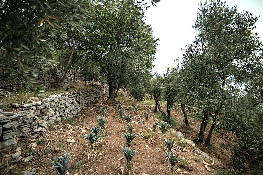 Orto e uliveto cavolo nero